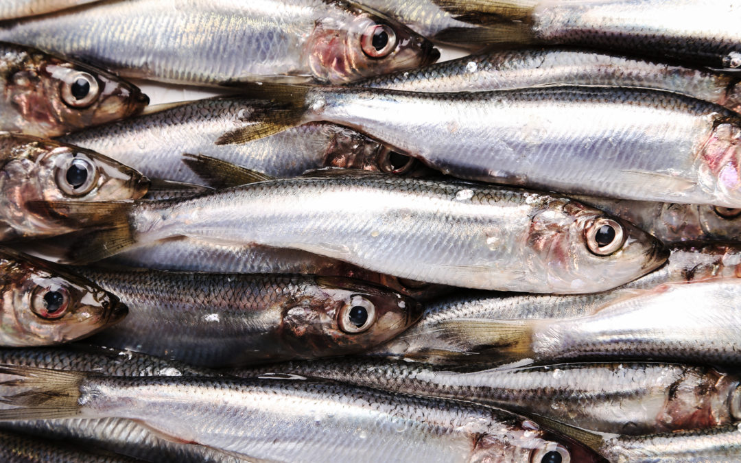 La campaña «juvena» determina una buena abundancia de anchoa juvenil en el golfo de Bizkaia