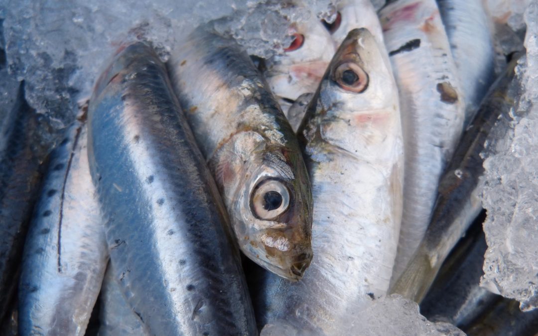 Cierre de la pesquería de la sardina en el Cantábrico Noroeste